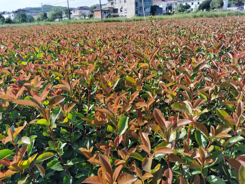 红叶石楠杯苗价格红叶石楠小苗批发