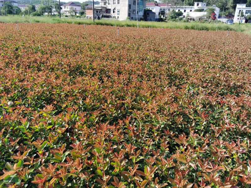 红叶石楠杯苗价格红叶石楠小苗批发
