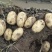 基地v7土豆保质保量信誉为本