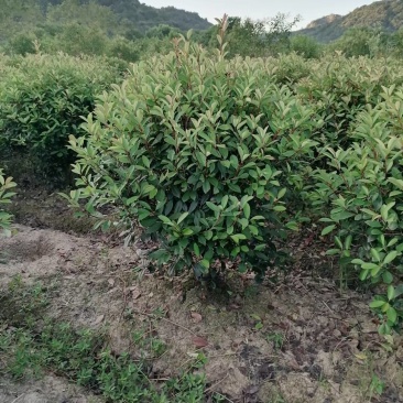 红叶石楠基地直供诚信经营各种规格一手货源