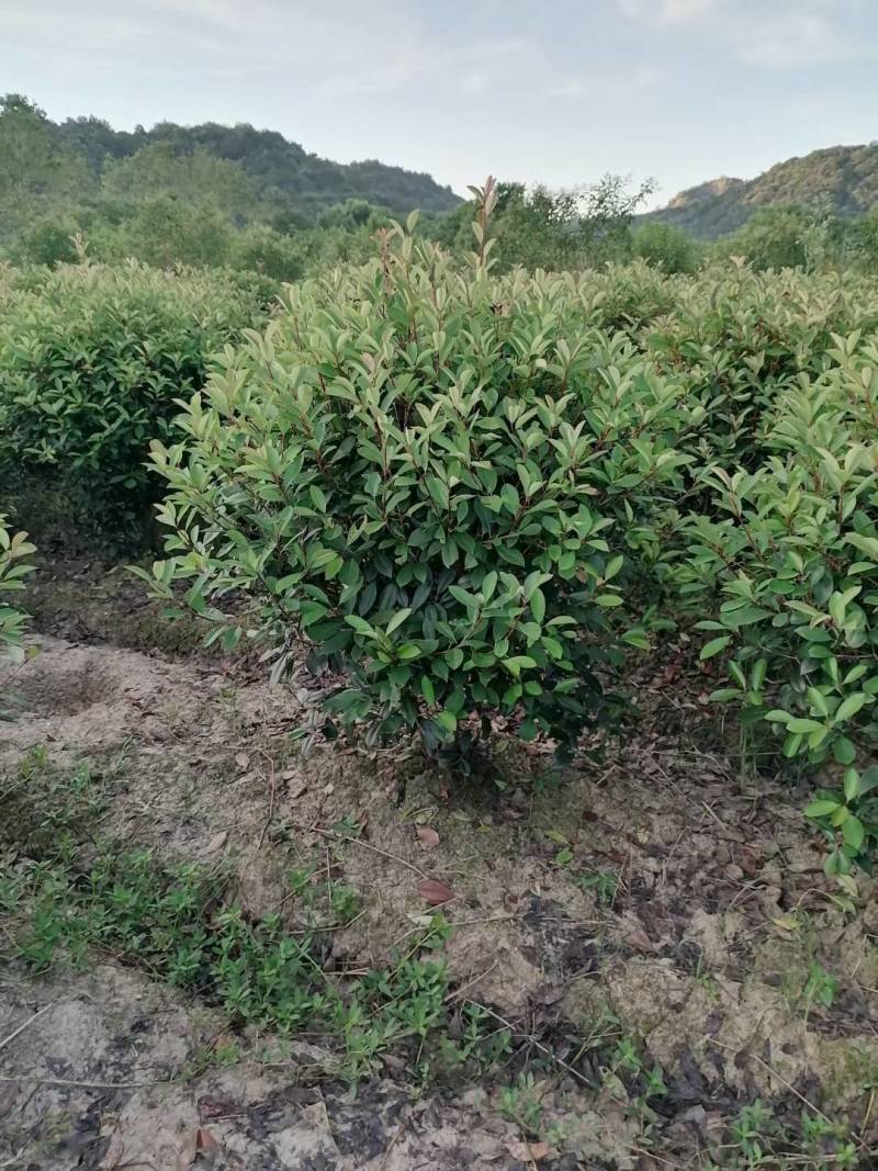 红叶石楠基地直供诚信经营各种规格一手货源
