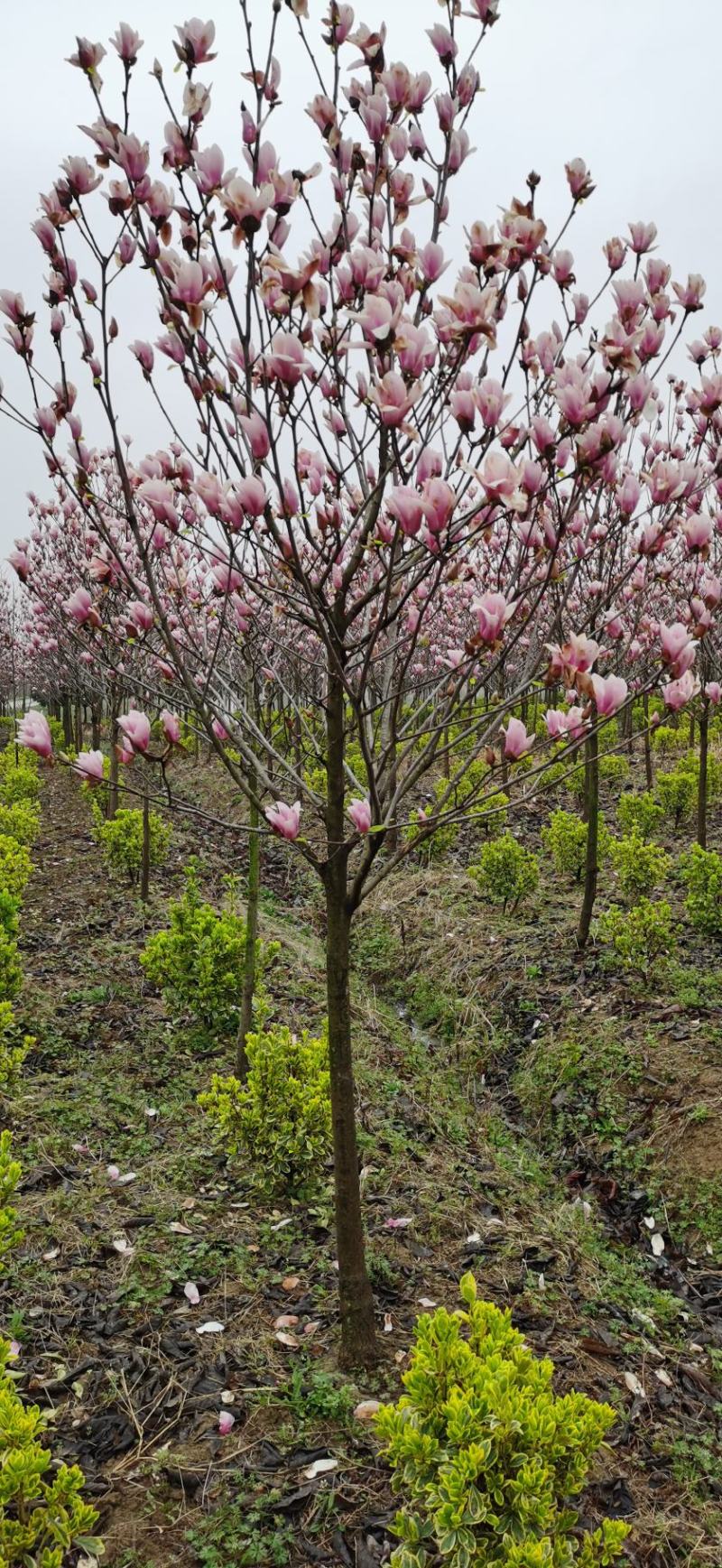 红玉兰，紫玉兰，江苏红玉兰，南京红玉兰产地，红玉兰基地