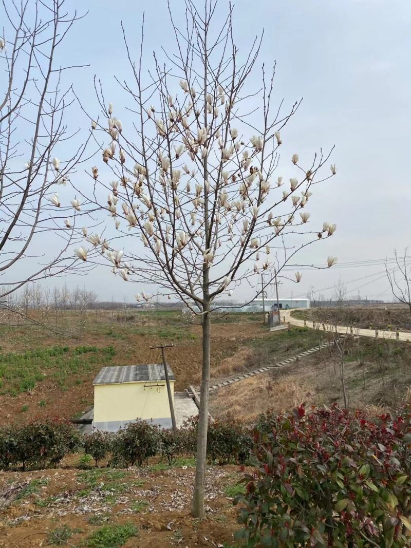 红玉兰，紫玉兰，江苏红玉兰，南京红玉兰产地，红玉兰基地