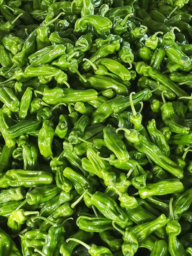 【推荐】山东精品薄皮椒量大从优全国代发欢迎来电咨询