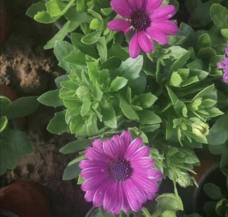 非洲万寿菊种植基地