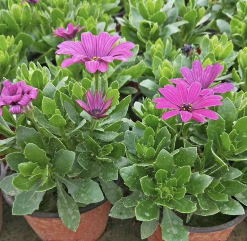 非洲万寿菊种植基地
