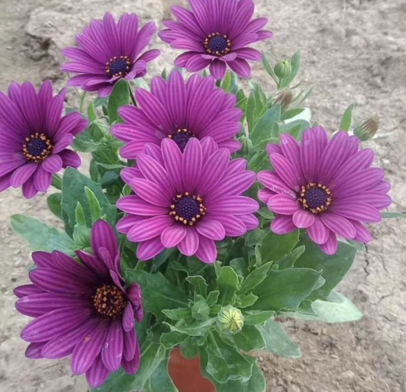 非洲万寿菊种植基地