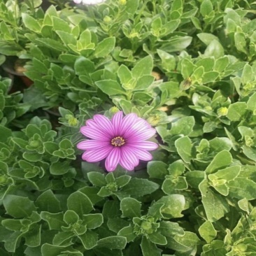 非洲万寿菊种植基地