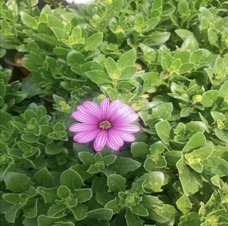 非洲万寿菊种植基地