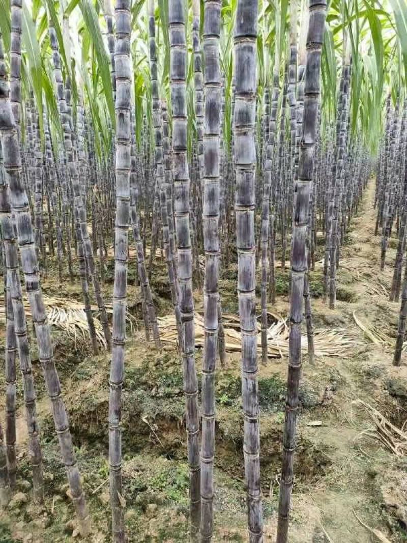 广西黑皮甘蔗8-9cm2.5~3.米，颜色好，节巴好
