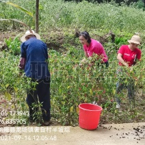 辣椒，朝天椒，新52,贵州辣椒