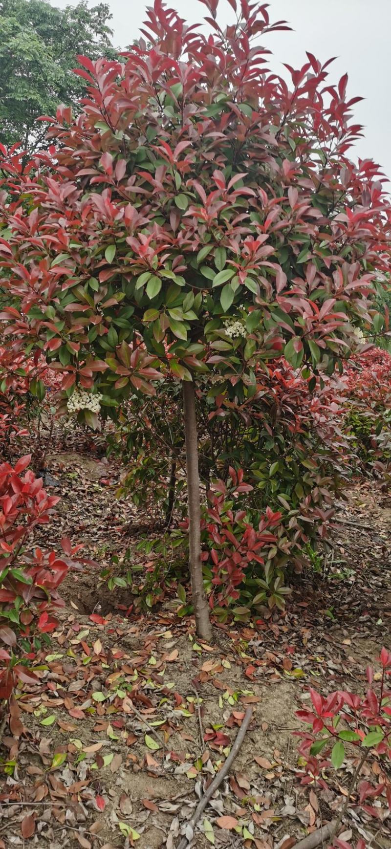 高杆红叶石楠8~10cm8~10cm3.5~4米