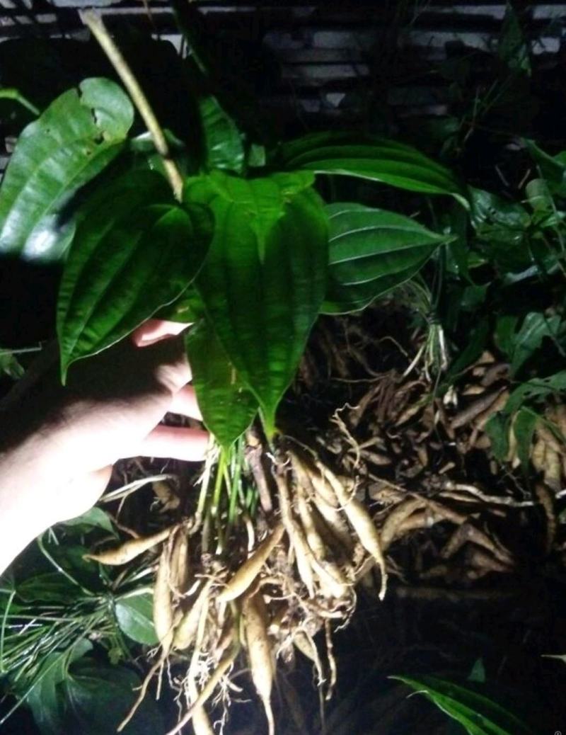 百部种子优质高产基地直供对叶大百部