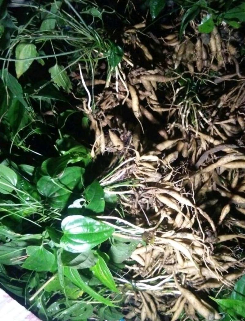 百部种子优质高产基地直供对叶大百部
