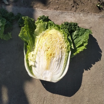 齐齐哈尔优质白菜，大颗白菜