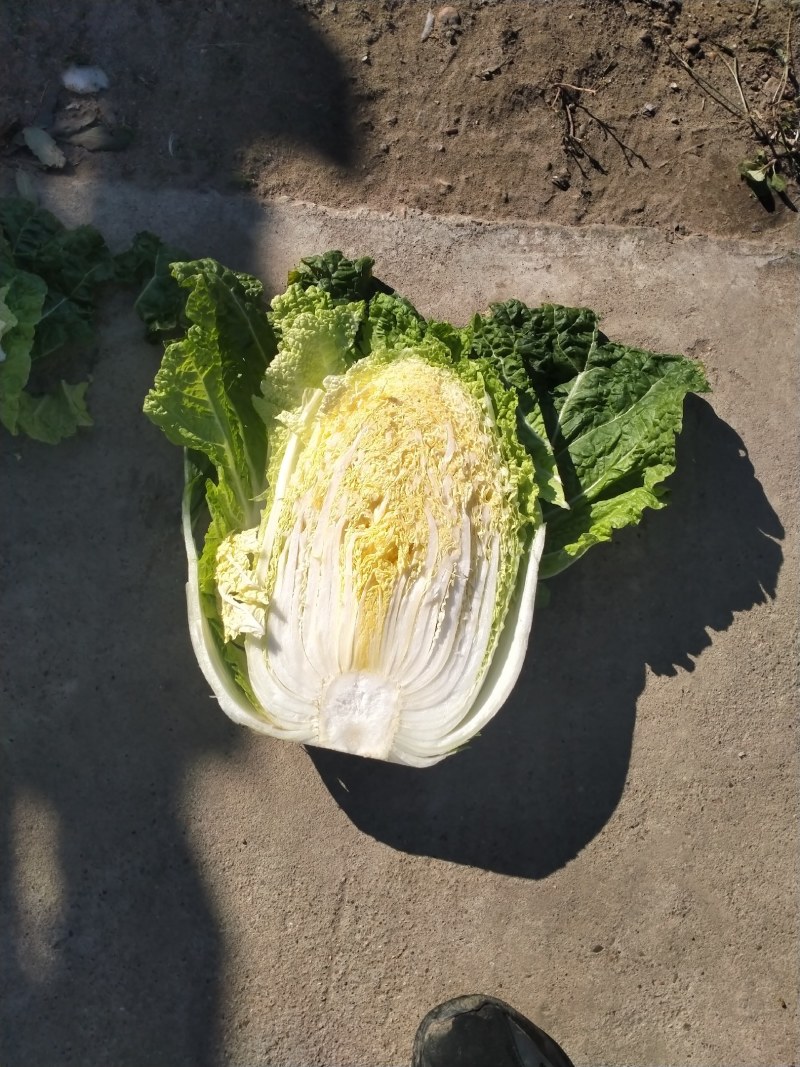 齐齐哈尔优质白菜，大颗白菜