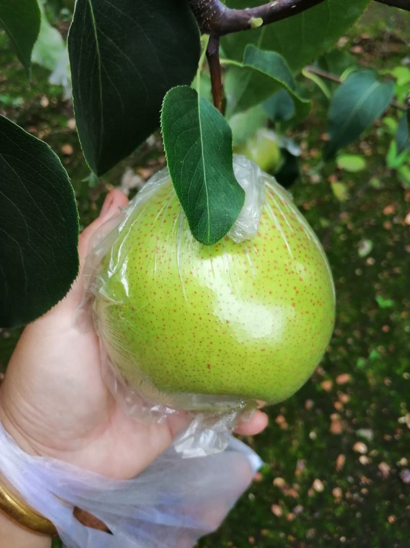 遵化铁厂八区水果产地
