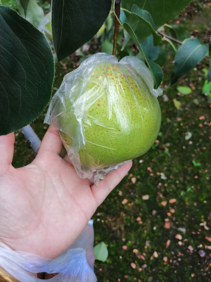 遵化铁厂八区水果产地