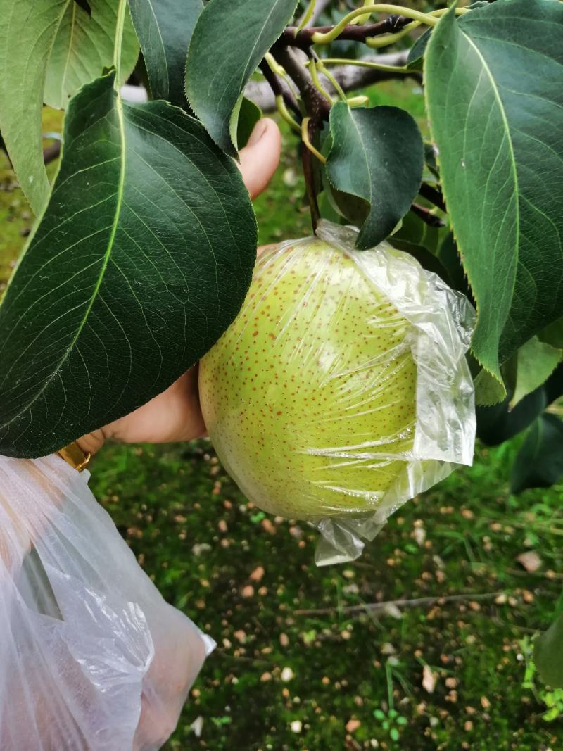 遵化铁厂八区水果产地