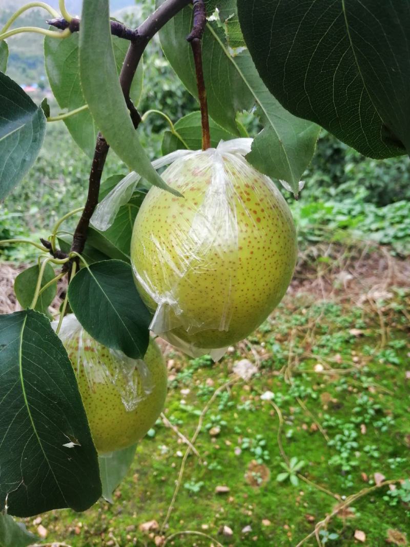 遵化铁厂八区水果产地