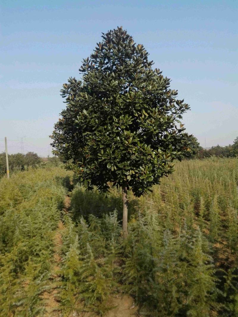 南京广玉兰，广玉兰12~14cm价格，江苏广玉兰