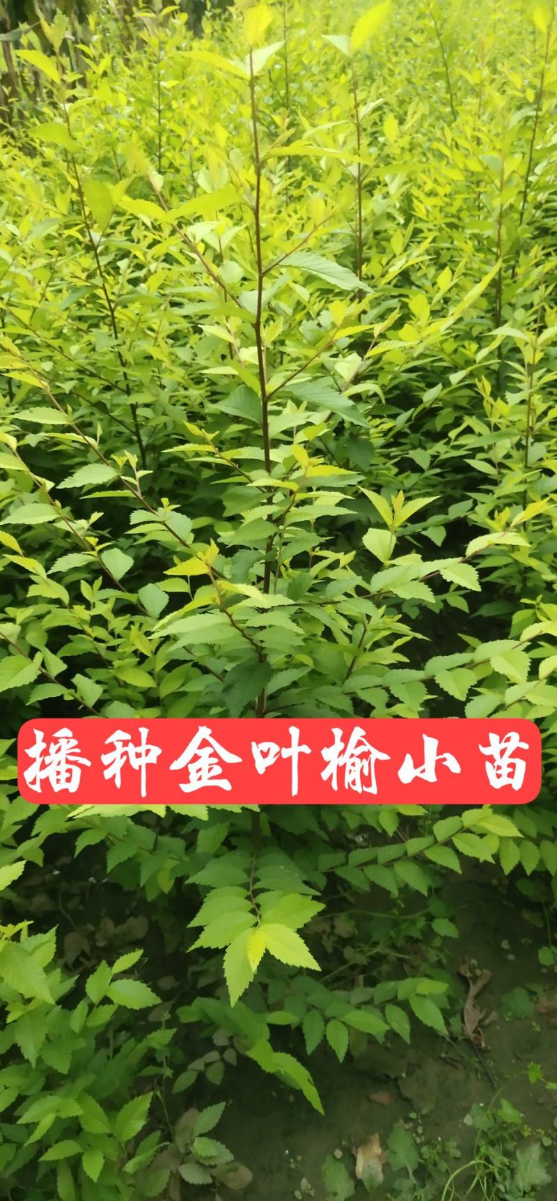 金叶榆小苗，河北金叶榆苗，新疆金叶榆小苗，甘肃金叶榆小苗