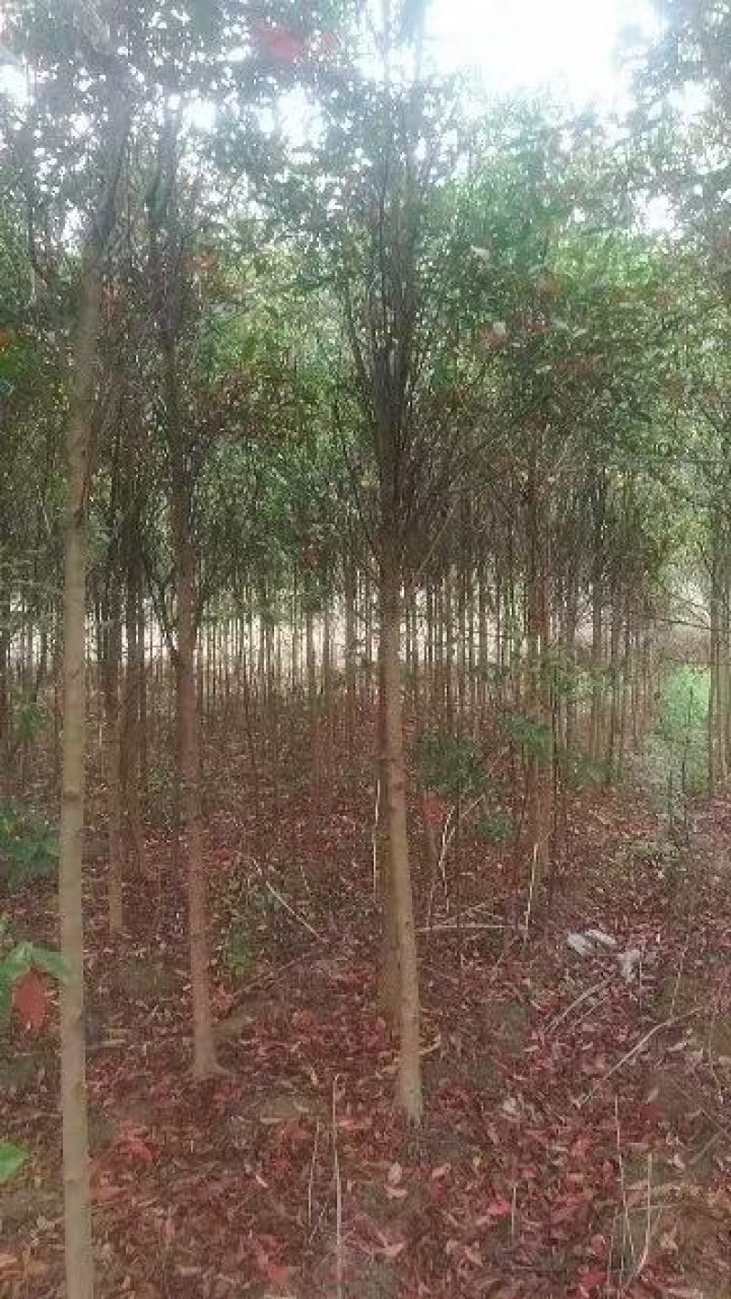杜英3-4/5公分，山杜英，田苗，根系发达，主营树种