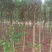 杜英3-4/5公分，山杜英，田苗，根系发达，主营树种
