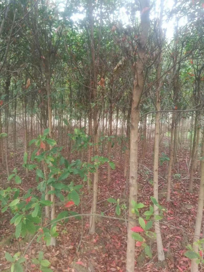 杜英3-4/5公分，山杜英，田苗，根系发达，主营树种