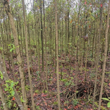 杜英3-4/5公分，山杜英，田苗，根系发达，主营树种