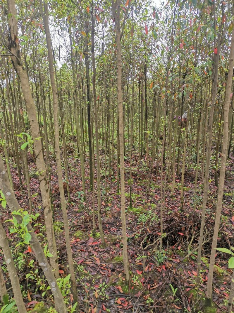 杜英3-4/5公分，山杜英，田苗，根系发达，主营树种