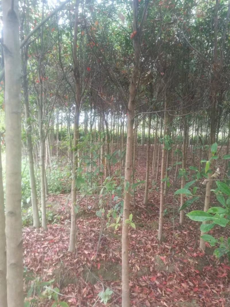 杜英3-4/5公分，山杜英，田苗，根系发达，主营树种