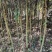 杜英3-4/5公分，山杜英，田苗，根系发达，主营树种
