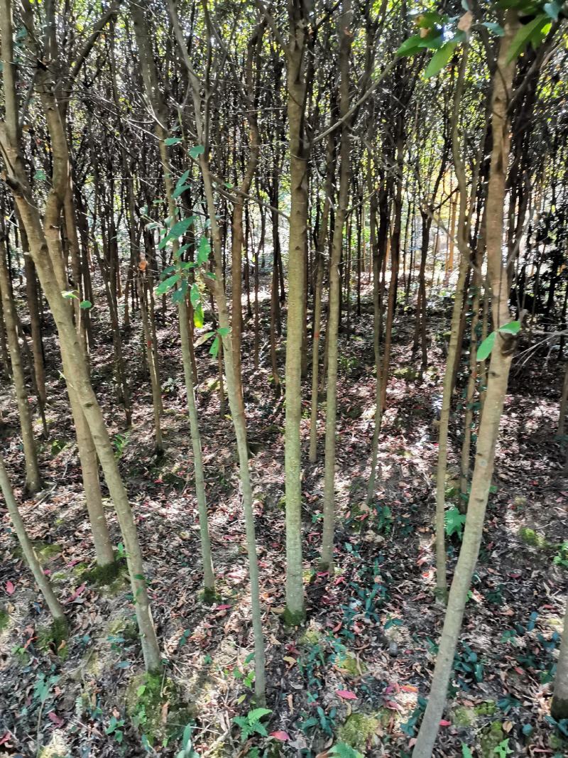 杜英3-4/5公分，山杜英，田苗，根系发达，主营树种