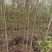 杜英3-4/5公分，山杜英，田苗，根系发达，主营树种