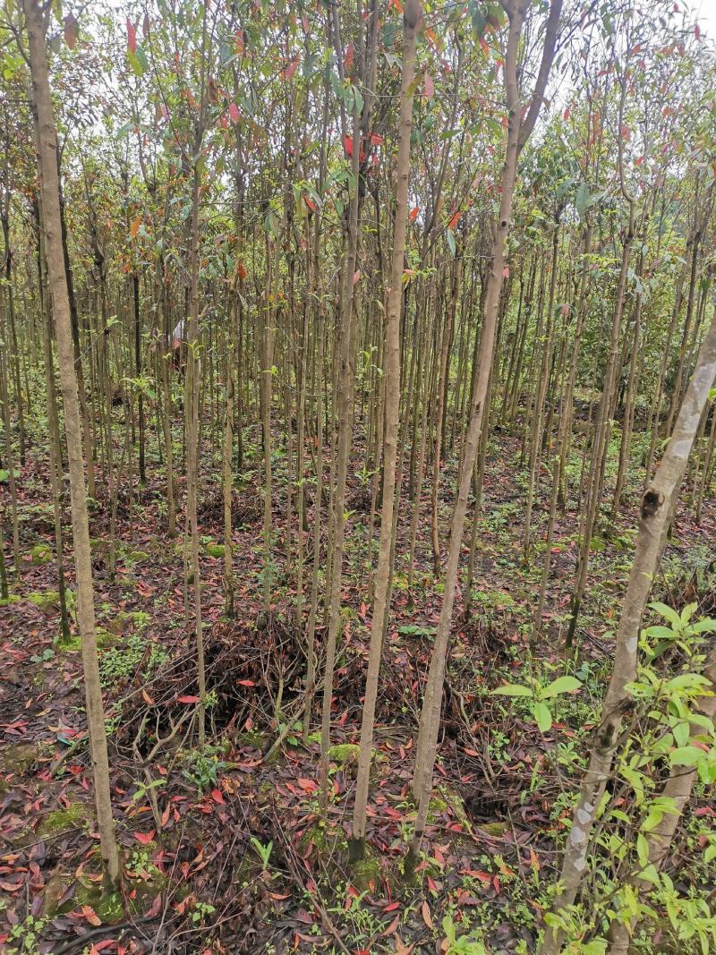 杜英3-4/5公分，山杜英，田苗，根系发达，主营树种