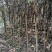 杜英3-4/5公分，山杜英，田苗，根系发达，主营树种