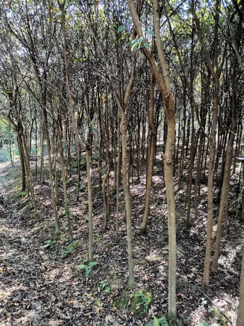 杜英3-4/5公分，山杜英，田苗，根系发达，主营树种
