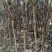 杜英3-4/5公分，山杜英，田苗，根系发达，主营树种