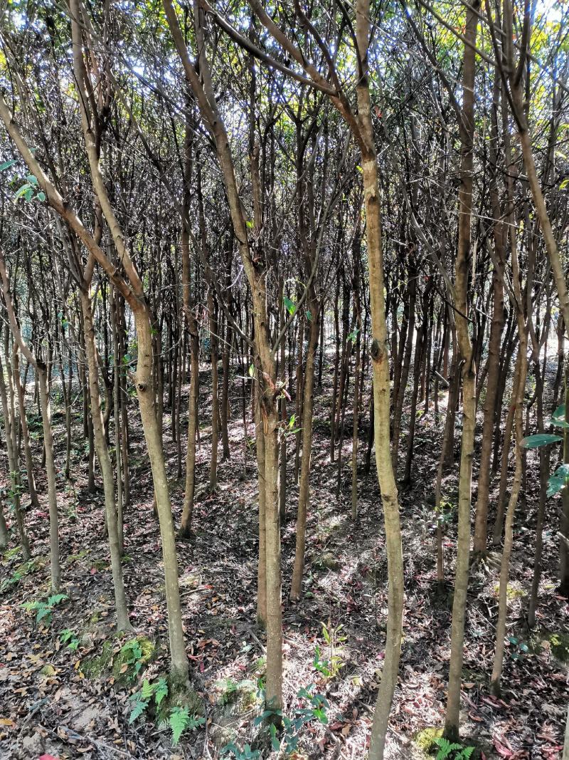 杜英3-4/5公分，山杜英，田苗，根系发达，主营树种