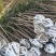 杜英3-4/5公分，山杜英，田苗，根系发达，主营树种