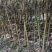 杜英3-4/5公分，山杜英，田苗，根系发达，主营树种