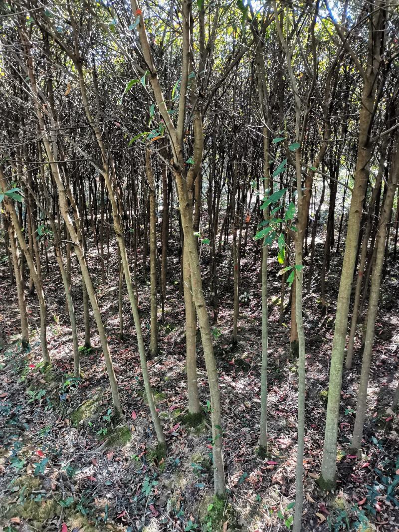 杜英3-4/5公分，山杜英，田苗，根系发达，主营树种