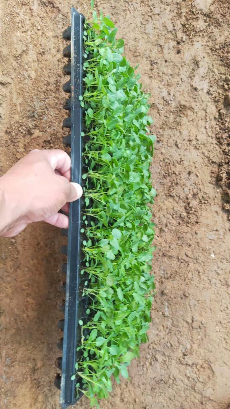 三色堇穴盘苗，角堇穴盘苗基地直销，冬季型花苗