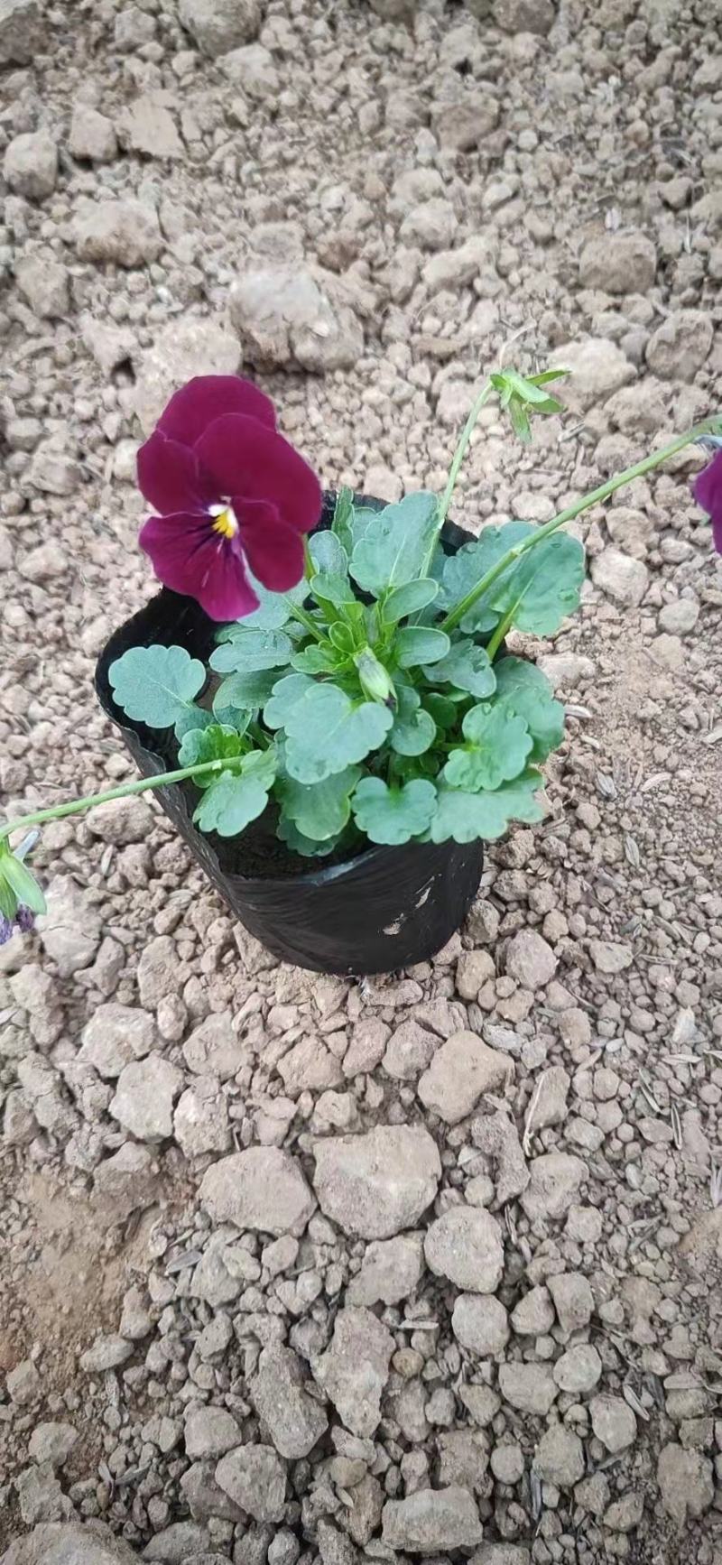三色堇穴盘苗，角堇穴盘苗基地直销，冬季型花苗