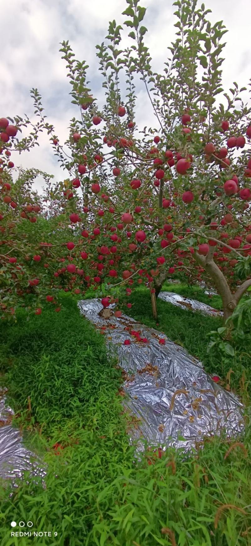 汉源苹果