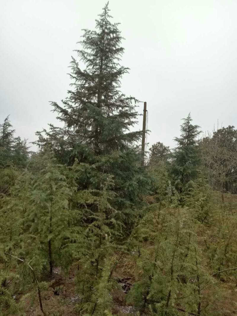 南京雪松，雪松主产地，雪松高度2米，3米，5米，6米
