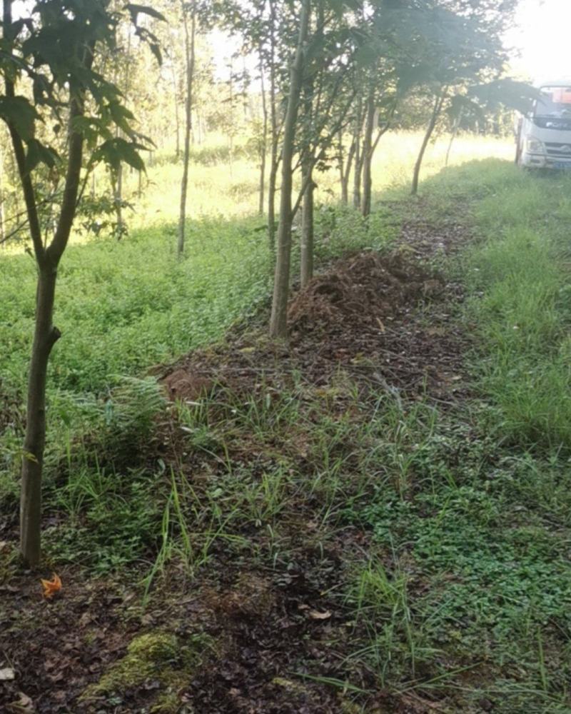 大量供应青枫，10公分青枫，12公分青枫，15公分青枫