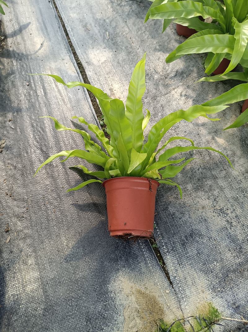 鸟巢蕨