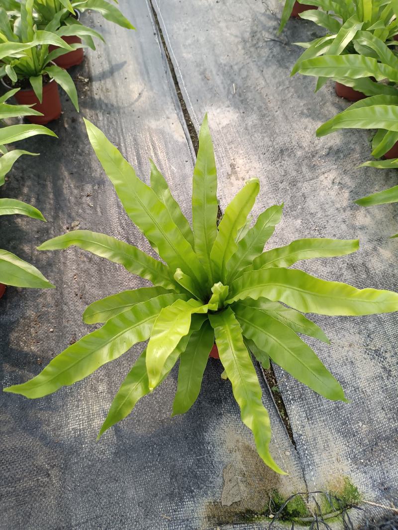 鸟巢蕨